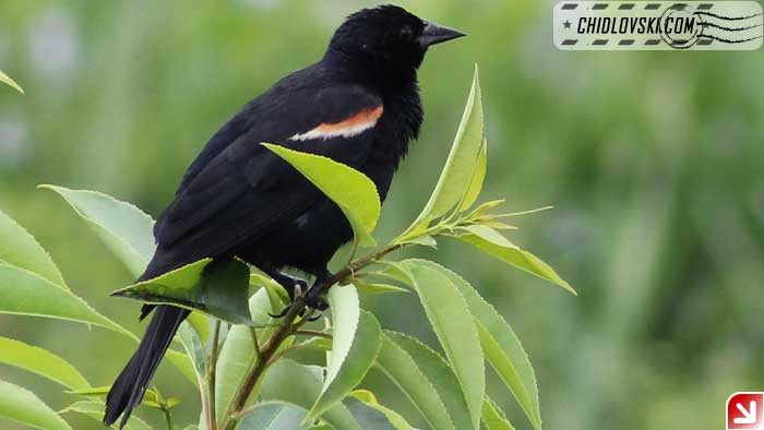 red-winger-plum-island