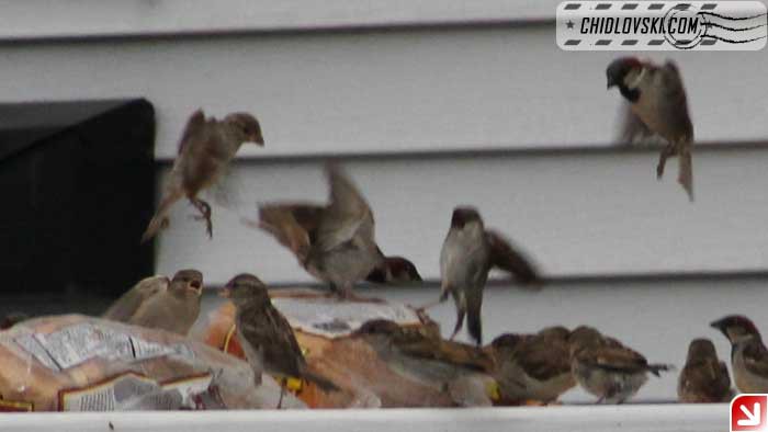 sparrow-breakfast-002