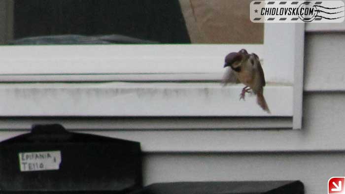 sparrow-breakfast-003