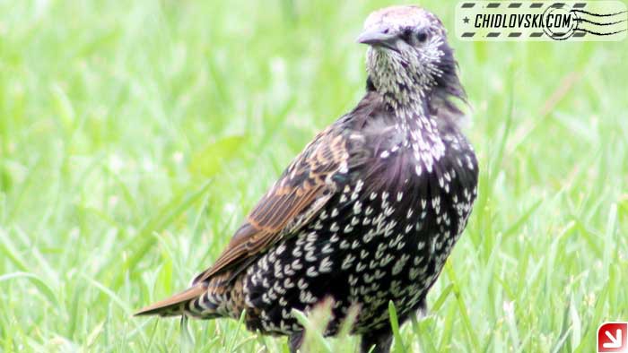 euro-starling-08-002