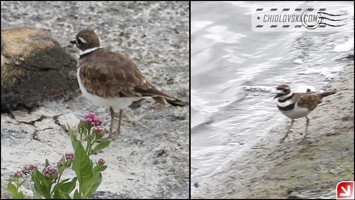 killdeer