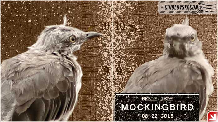 mocking-08-cover