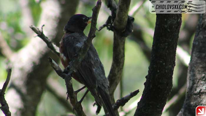 robin-08-004