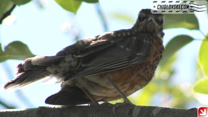 robin-08-006