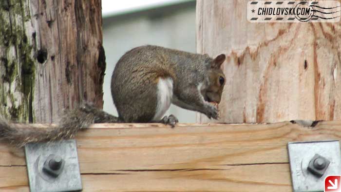 squirrel-08-003