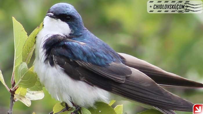 tree-swallow-08-001