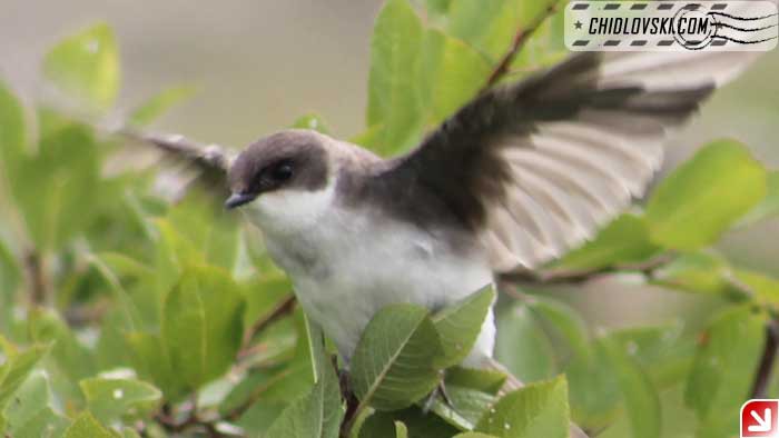 tree-swallow-08-002