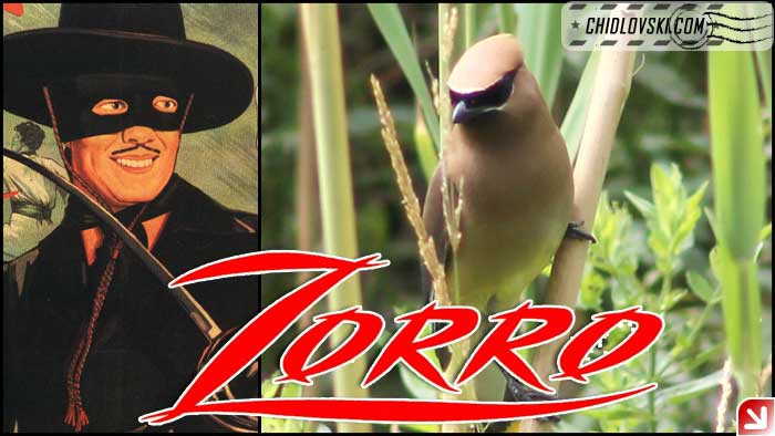 zorro-002