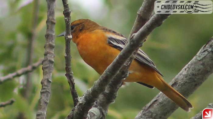 baltimore-oriole-female