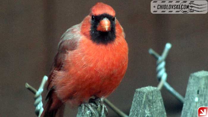 cardinal-09-003