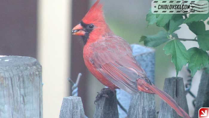 cardinal-09-004