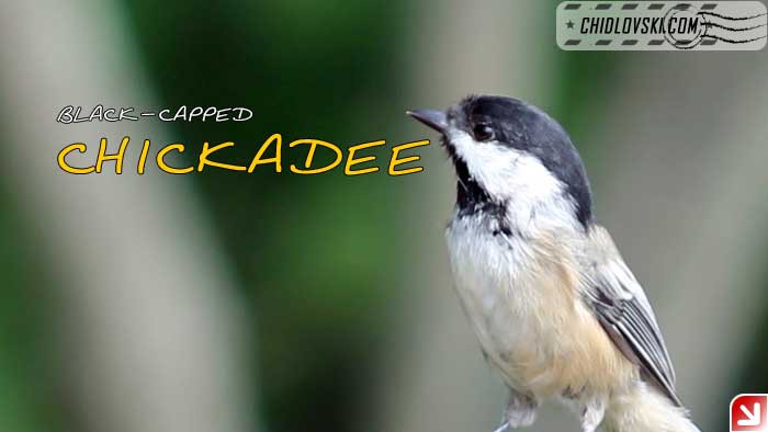 chickadee-09-000