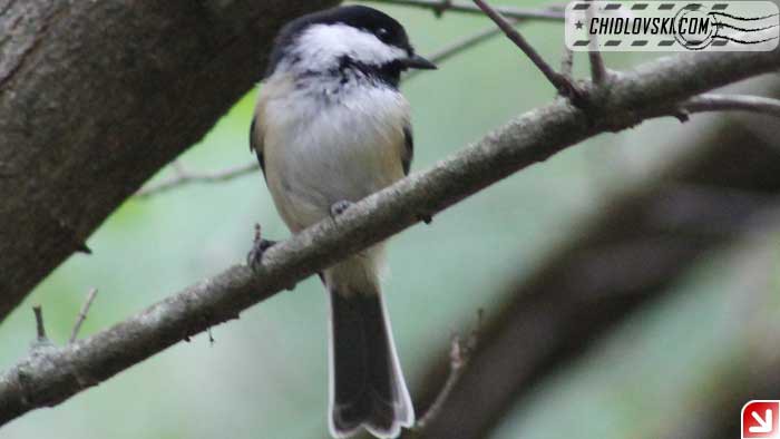 chickadee-09-001