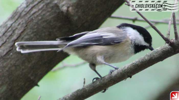 chickadee-09-002