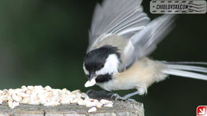 chickadee-09-003