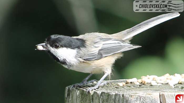 chickadee-09-004