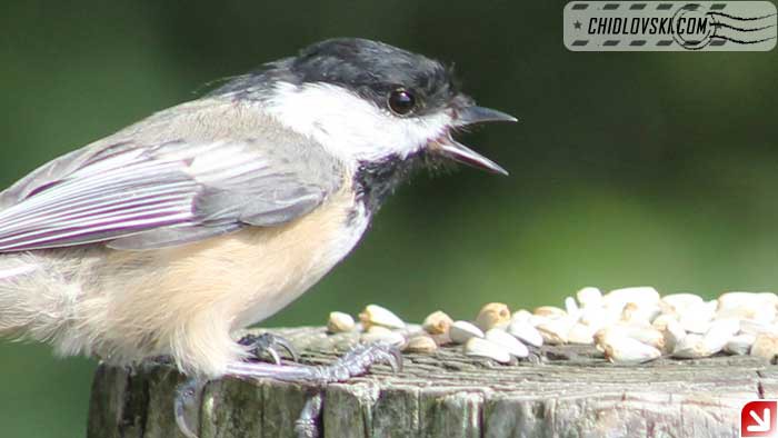 chickadee-09-005