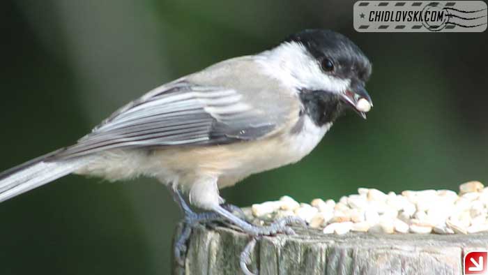 chickadee-09-006