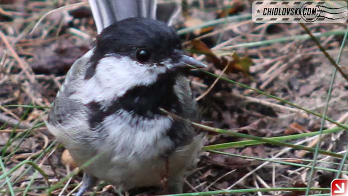 chickadee-09-007