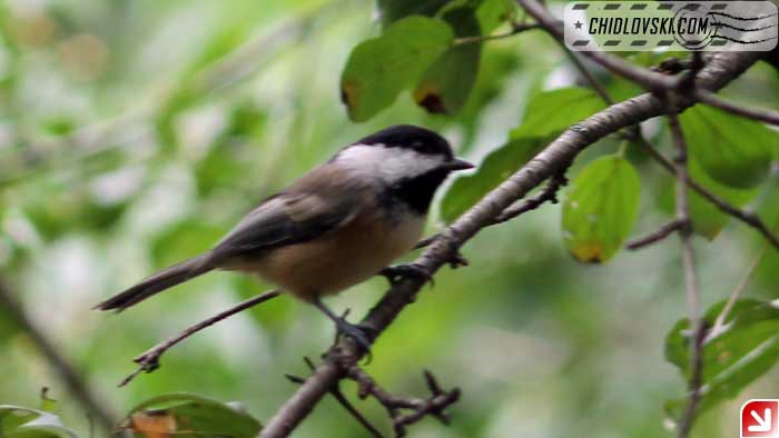 chickadee-09-008