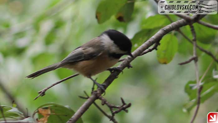 chickadee-09-009