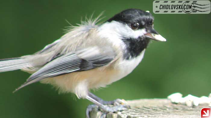 chickadee-09-010