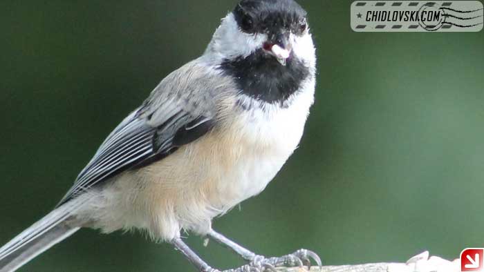 chickadee-09-011