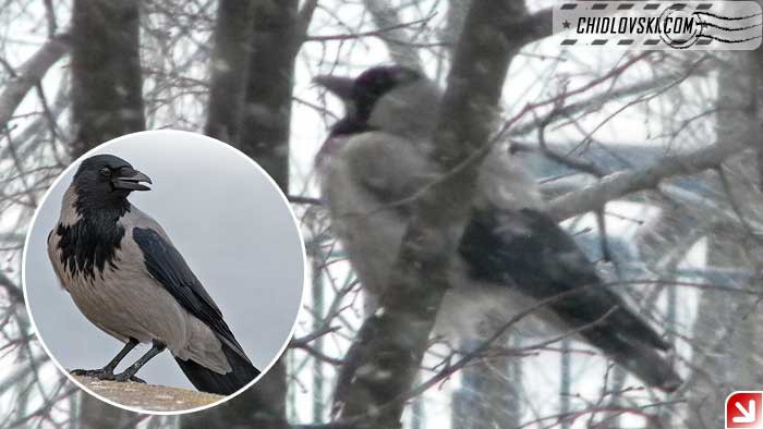 corvus-cornix-moscow