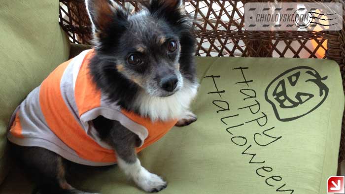 halloween-bernie