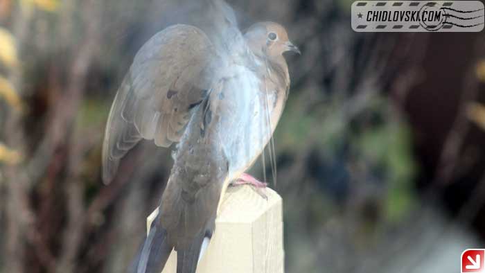 mourning-dove-001