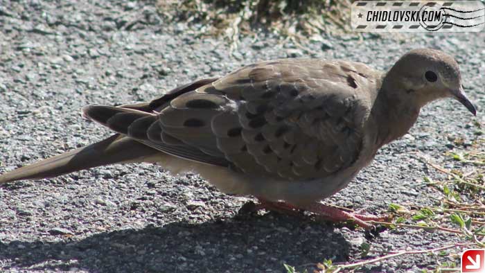 mourning-dove-09-001