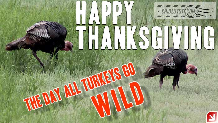 wild-turkey