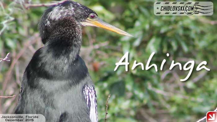 florida-birds-anhinga