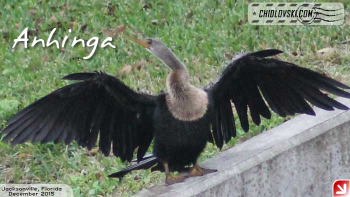 florida-birds-anhinga2