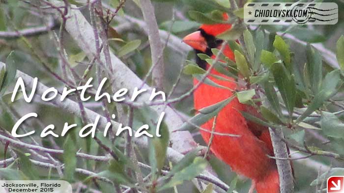 florida-birds-cardinal