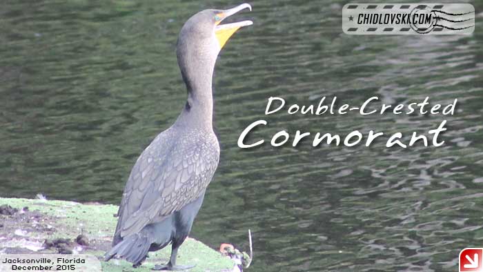 florida-birds-cormorant