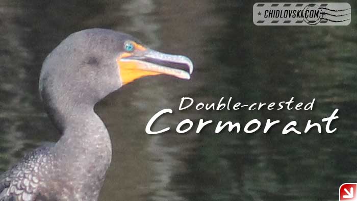 florida-birds-cormorant2