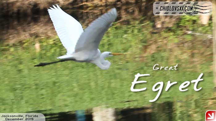 florida-birds-egret