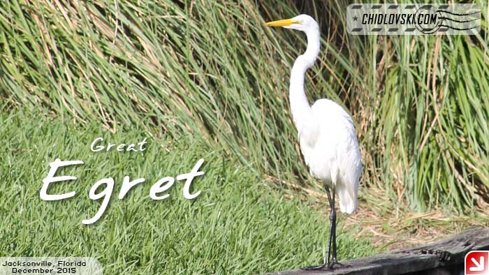 florida-birds-egret2