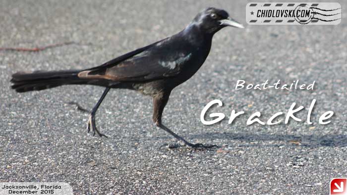 florida-birds-grackle