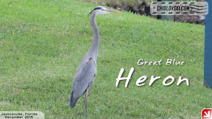 florida-birds-heron