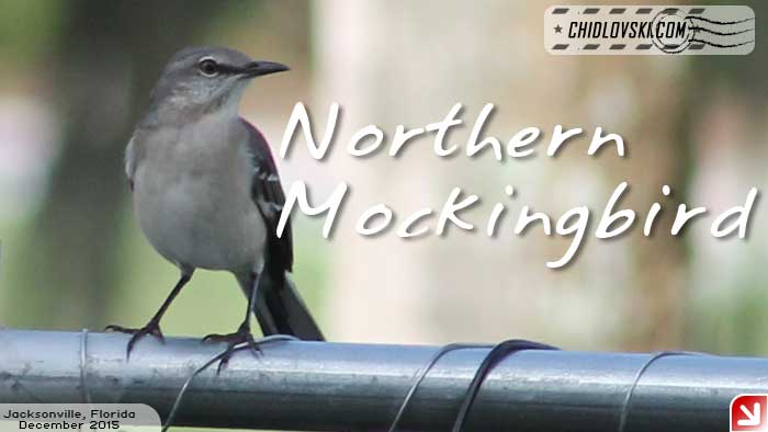 florida-birds-mockingbird