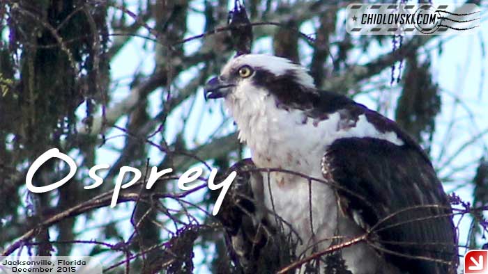 florida-birds-osprey
