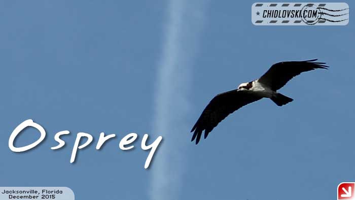 florida-birds-osprey2