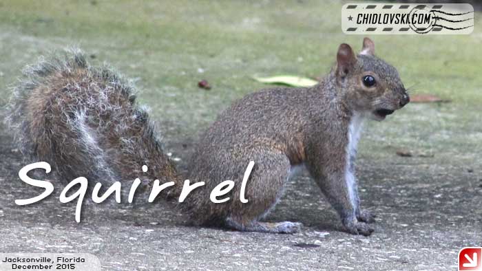 florida-birds-squirrel2