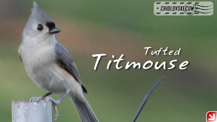 florida-birds-titmouse