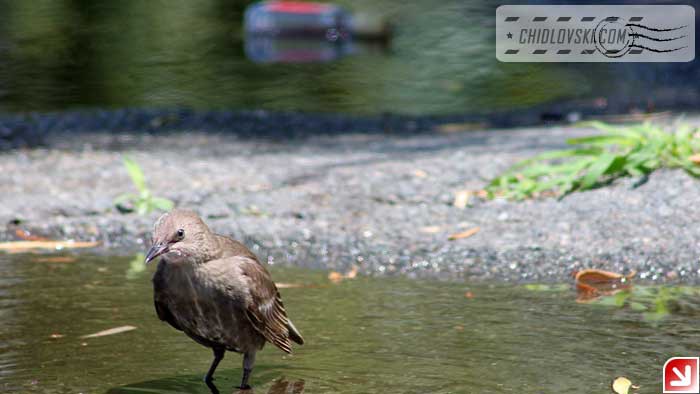 birds-ndont-drink-001