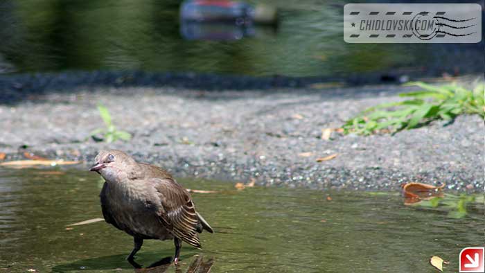 birds-ndont-drink-002