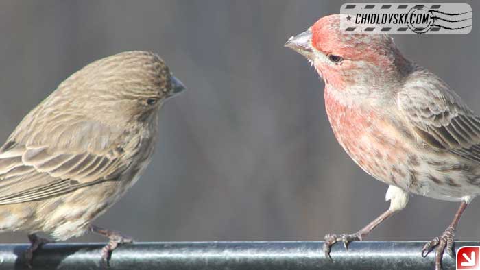 house-finch-love