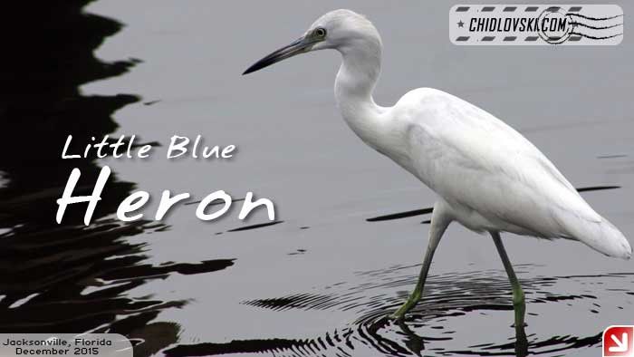 little-blue-heron-001